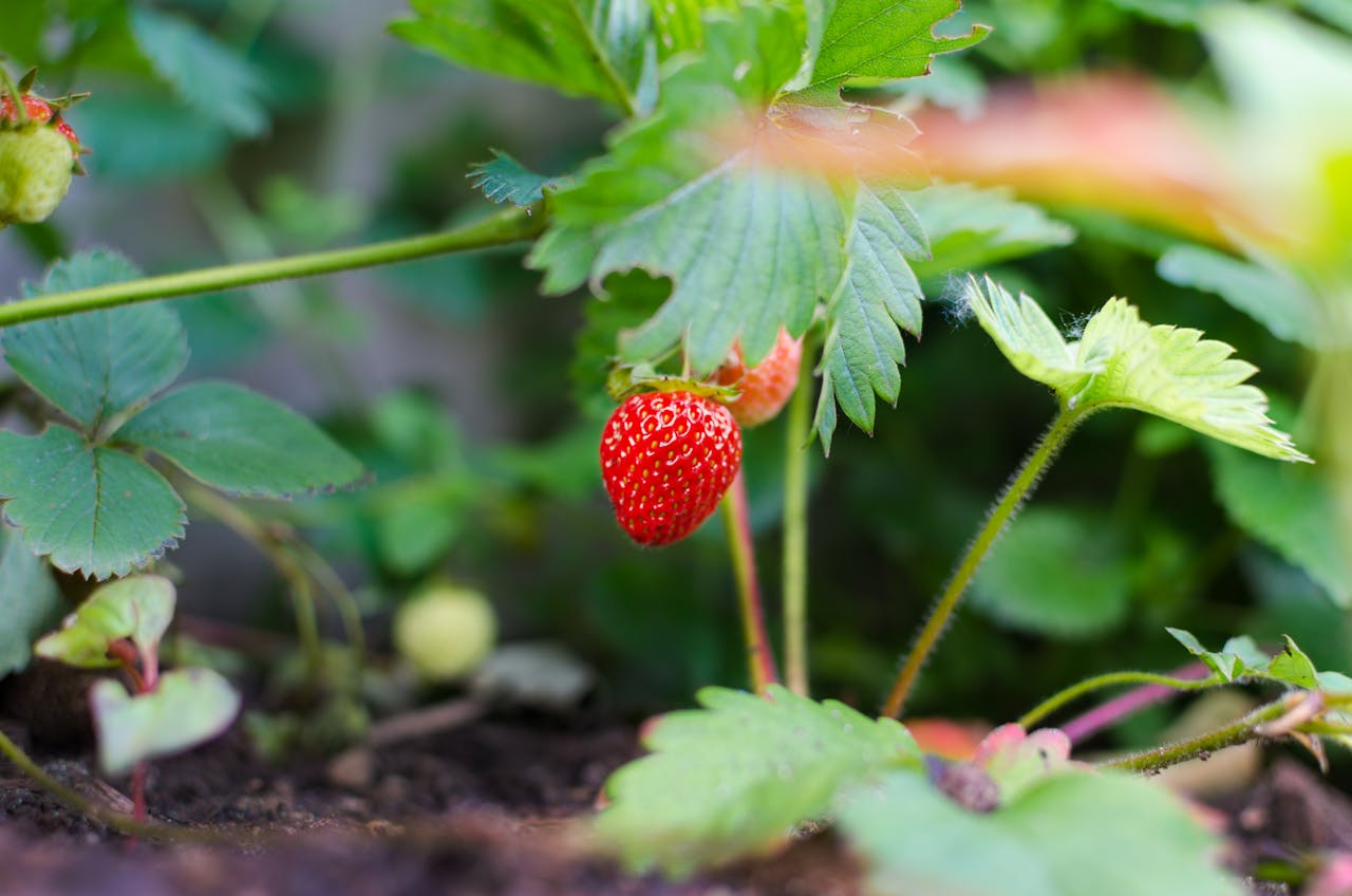 Close-up of a ripe strawberry growing in a garden, showcasing natural freshness.